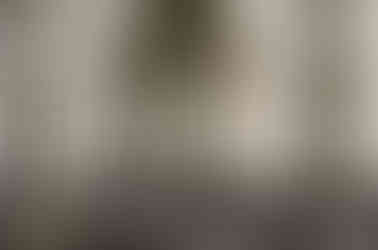 link to the see rome in a day tour